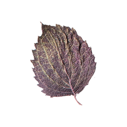 小草作選用苗栗紫蘇