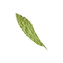 小草作選用台灣甜菊