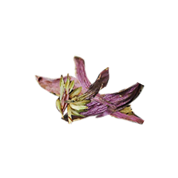 小草作選用來自南投與花蓮的紫錐花