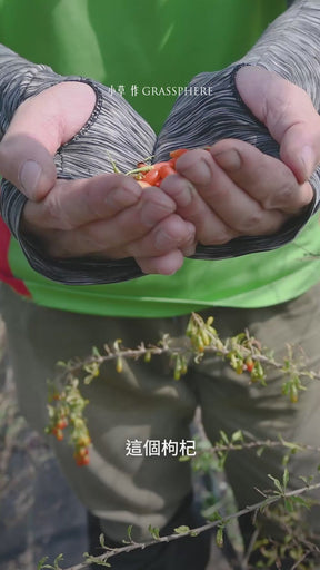 【果香系養生茶】草本養生 枸杞蘋果茶