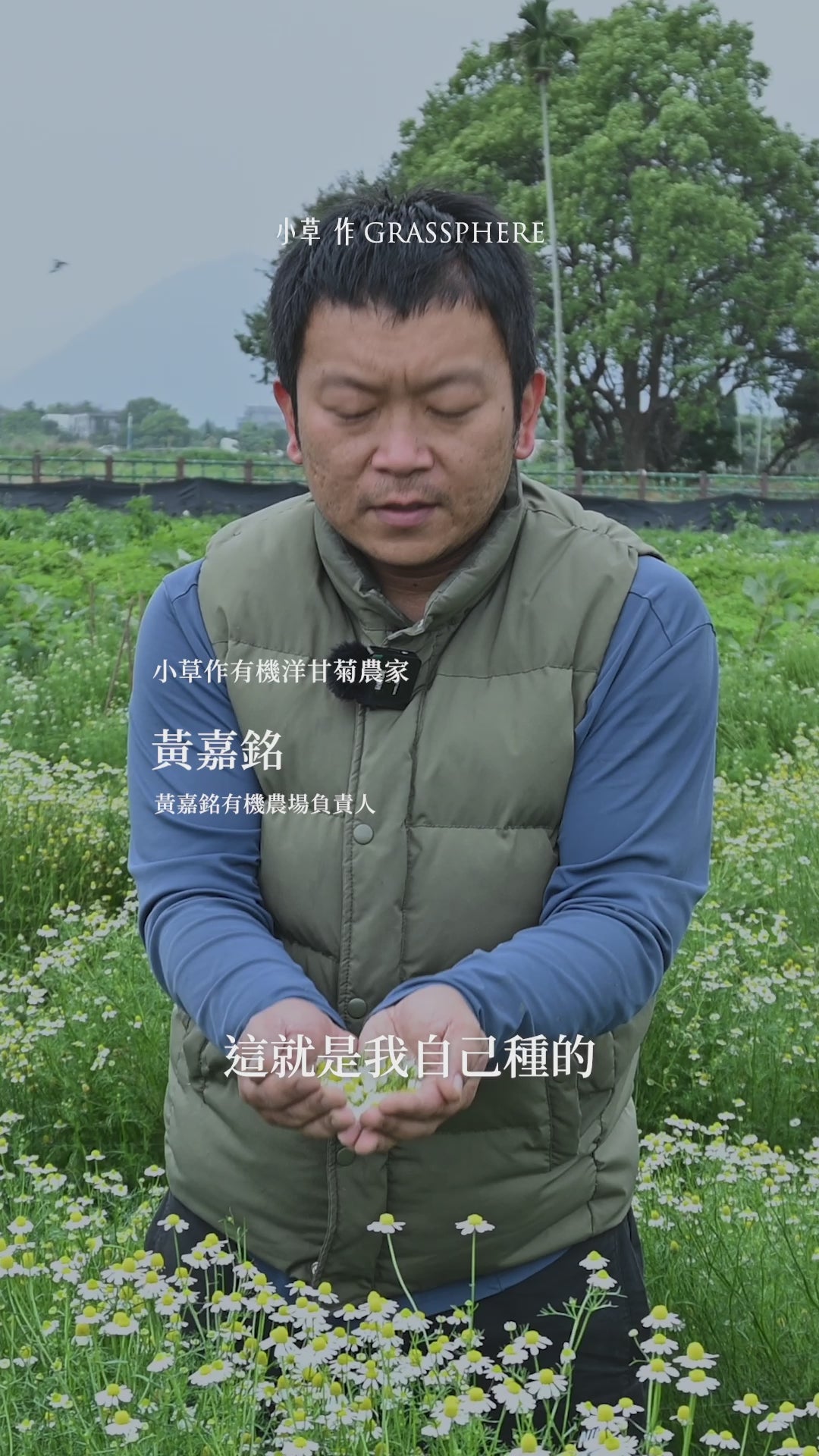 【限量供應】無咖啡因 洋甘菊複方 舒眠茶 (指定助眠配方)